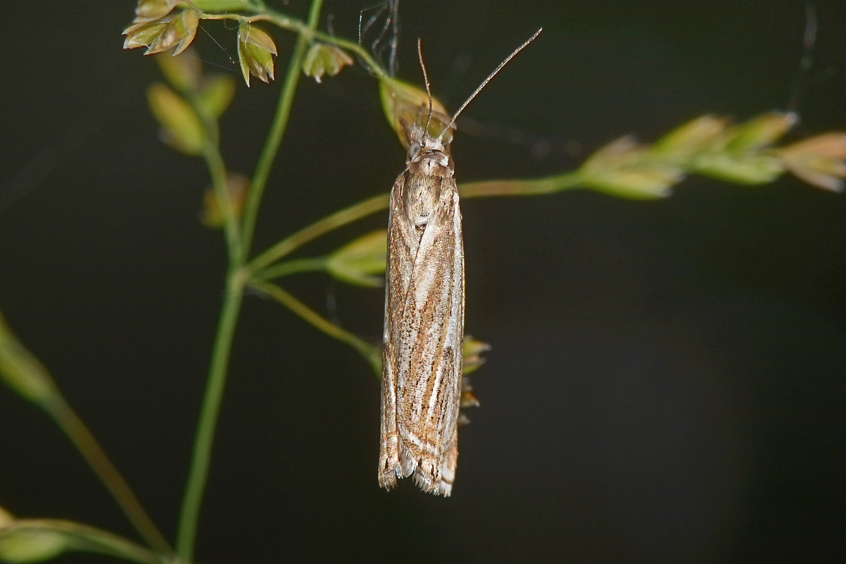 Crambidae N 5 - Crambus lathoniellus